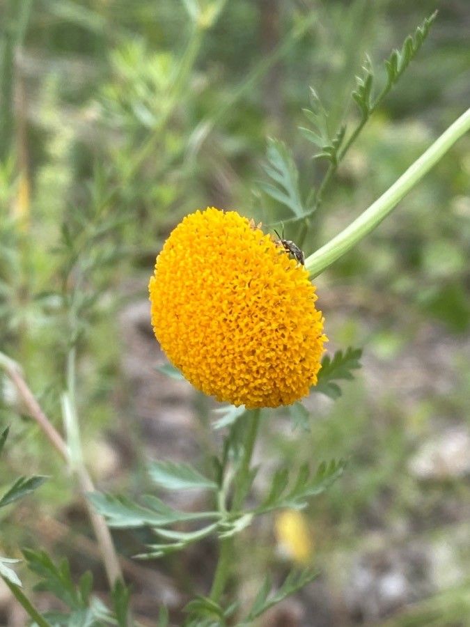 Leucanthemum virgatum flower