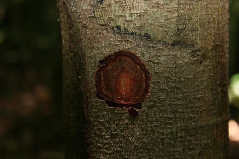 Dacryodes nitens other