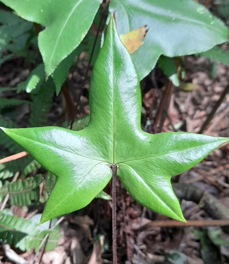 Doryopteris majestosa — related species from the same genus