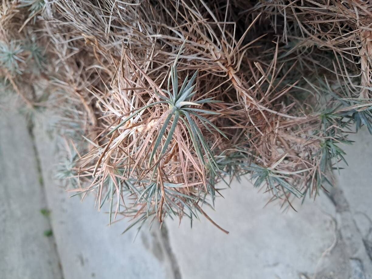 Acantholimon lepturoides leaf