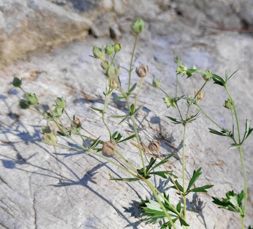 Potentilla virgata fruit