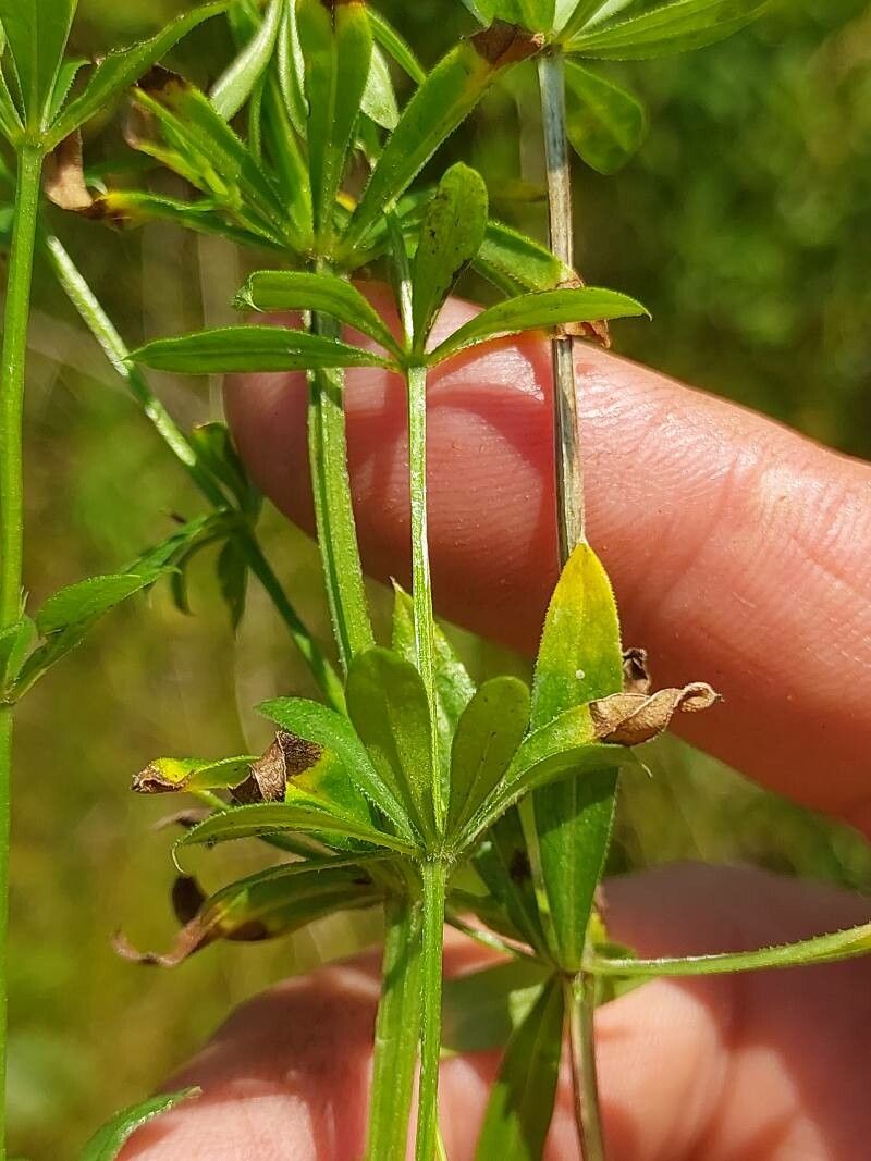 Galium rivale — houseplant care guide