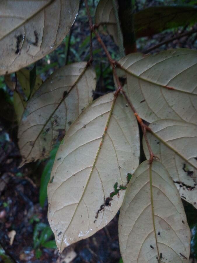 Licania ovalifolia leaf