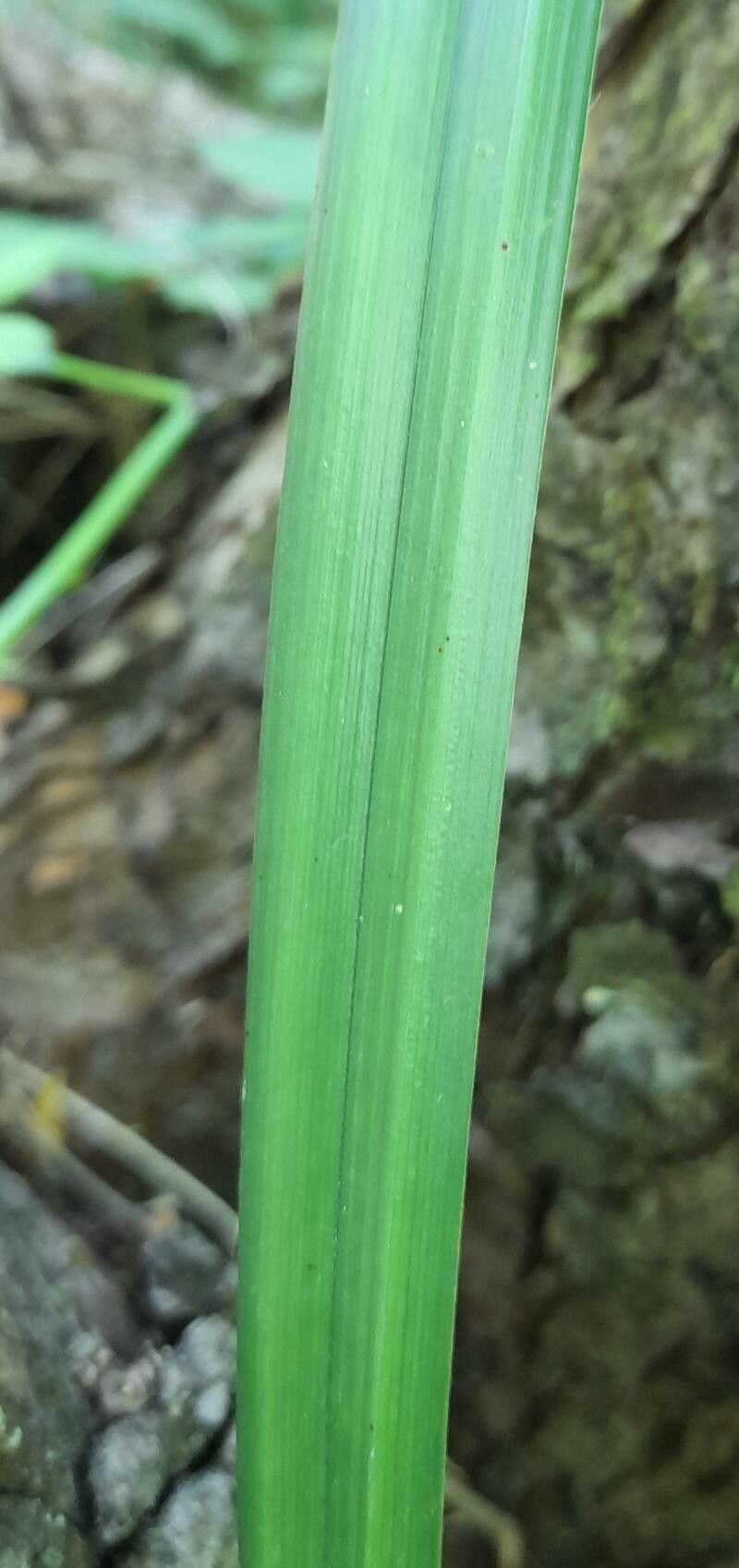 Carex excelsa leaf