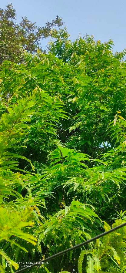 Saraca asoca — related species from the same genus