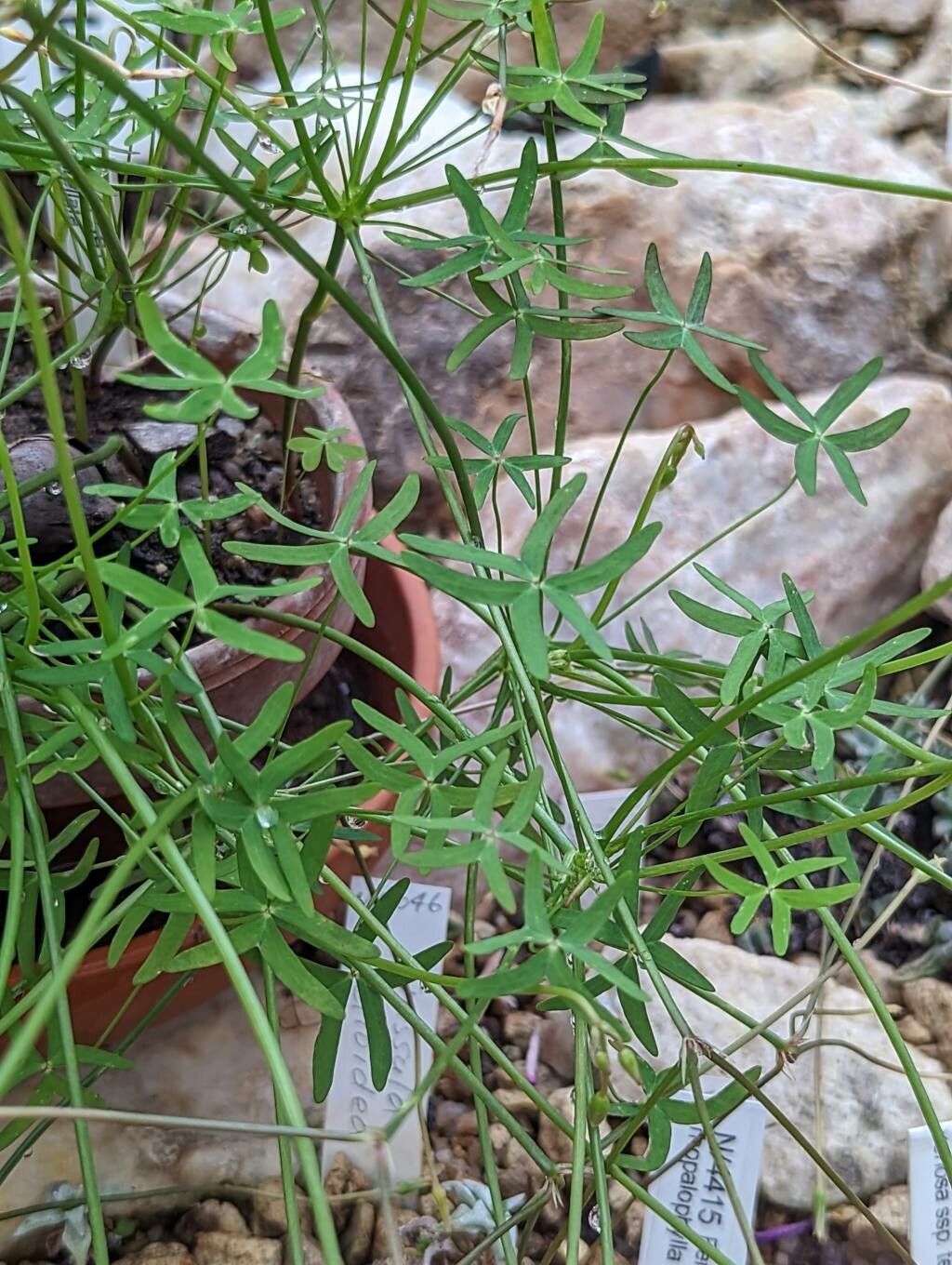 Oxalis stellata — houseplant care guide