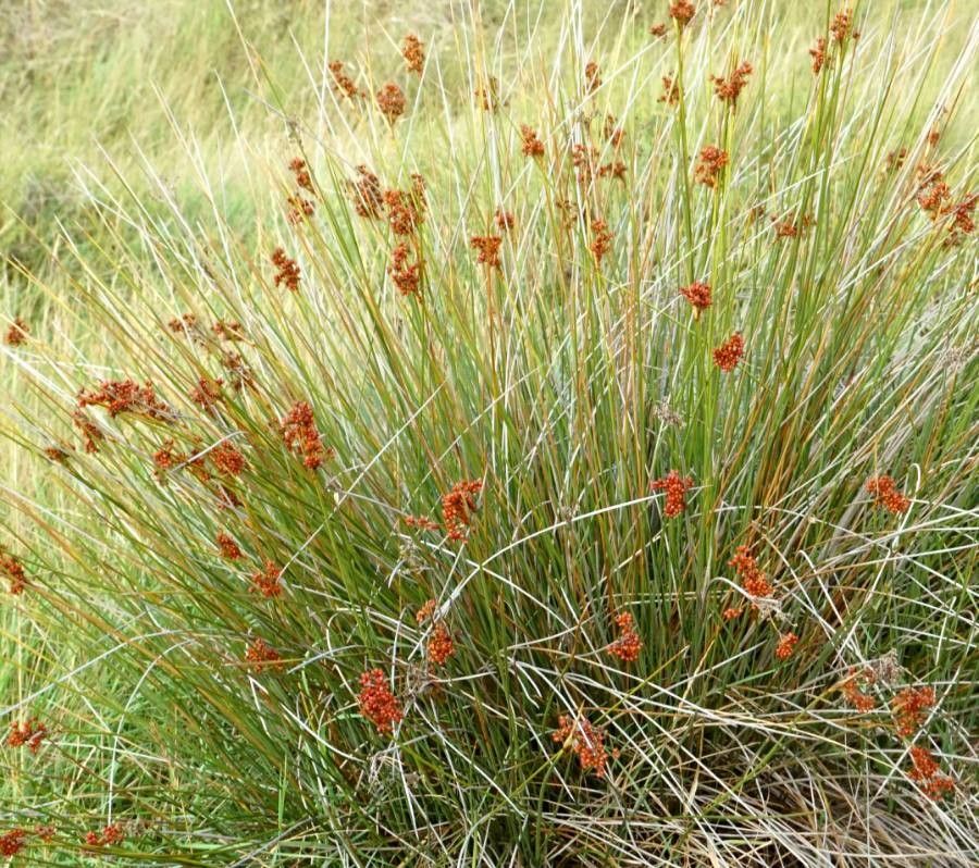 Juncus acutus flower