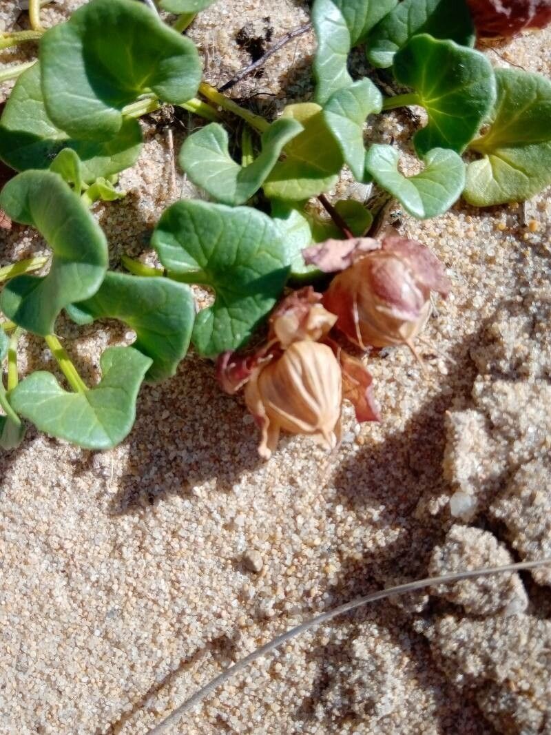Calystegia soldanella fruit