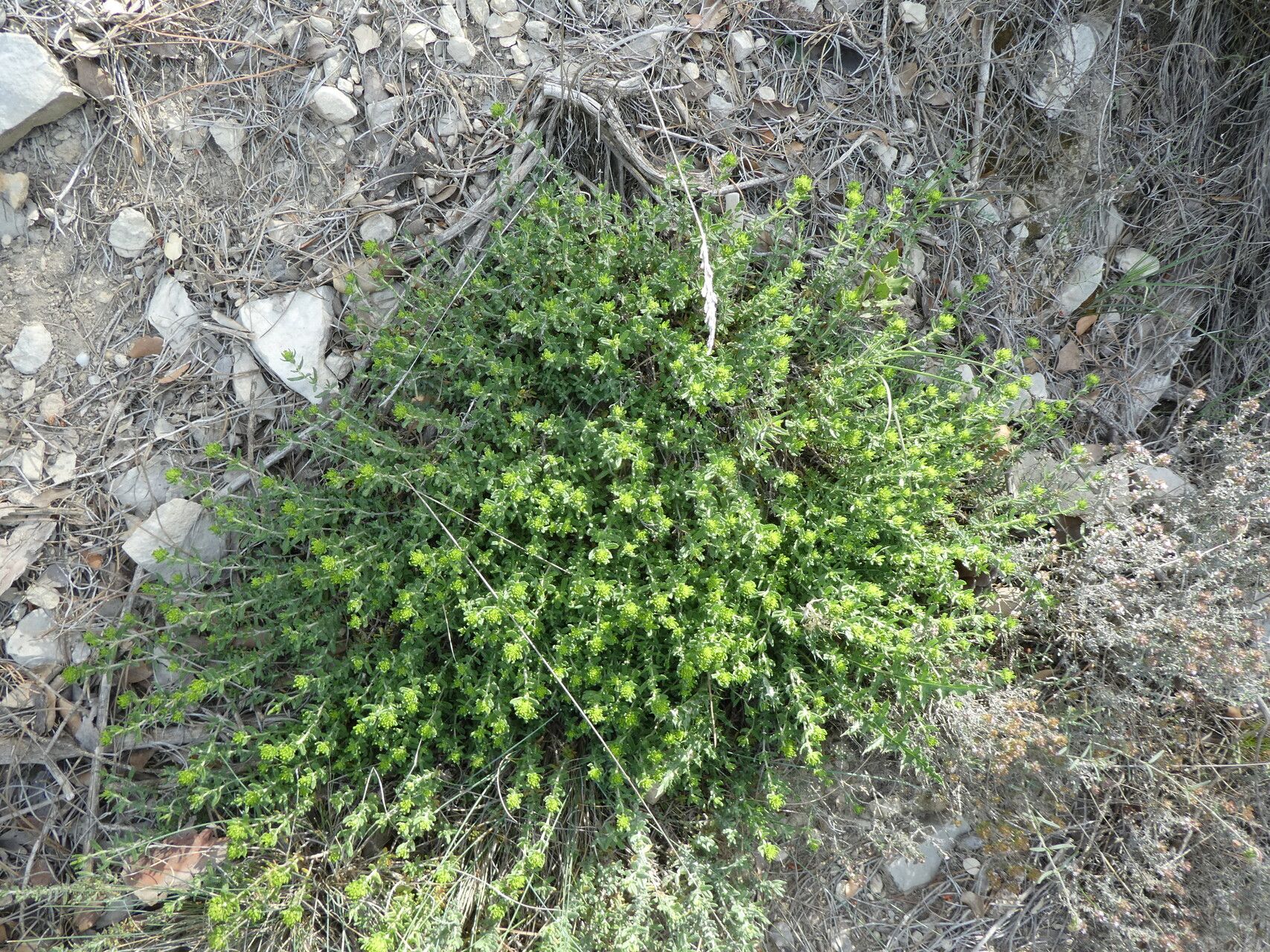 Teucrium aragonense habit
