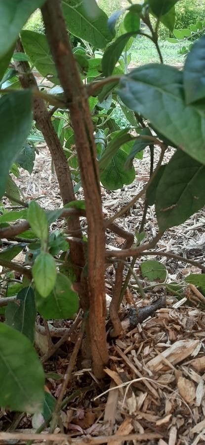 Trientalis borealis bark