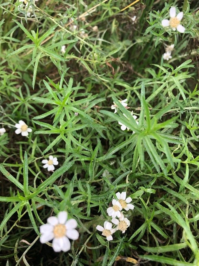 Melampodium leucanthum — related species from the same genus