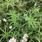 Melampodium leucanthum