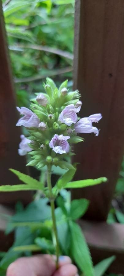 Cedronella canariensis flower