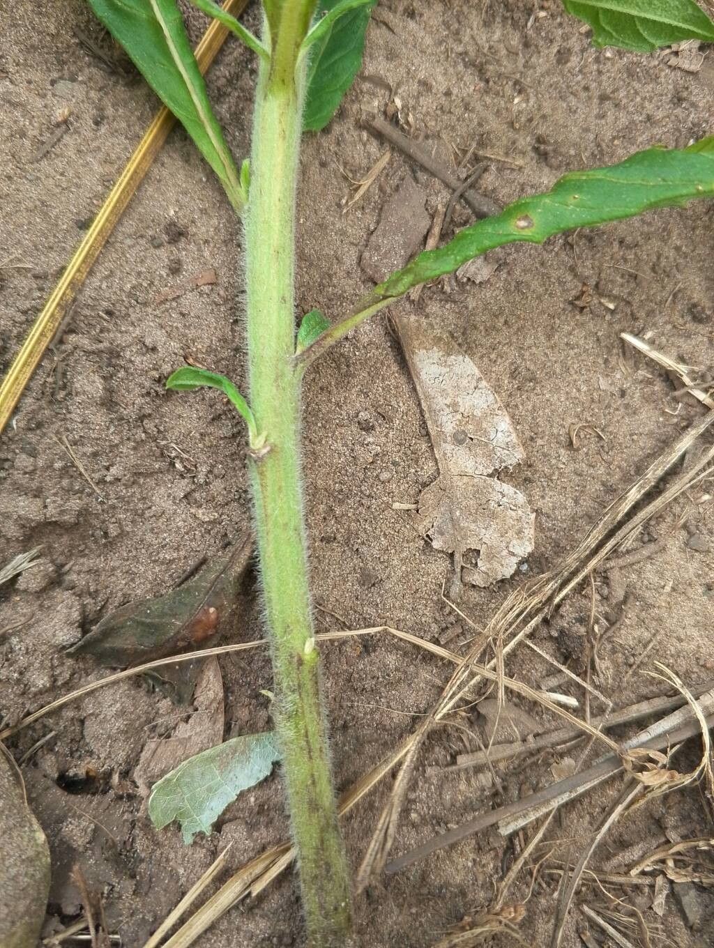 Vernonia galamensis bark