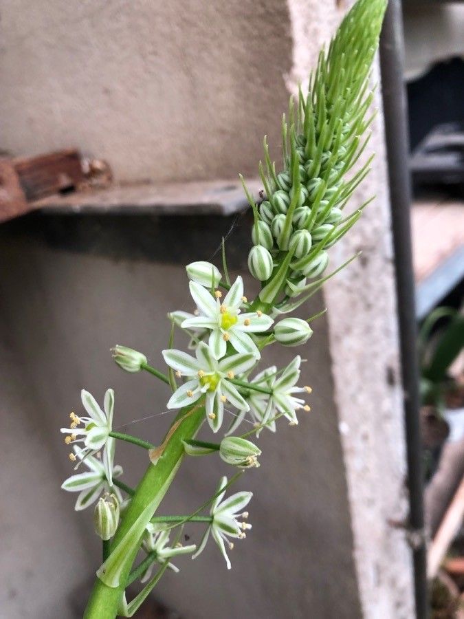 Stellarioides longebracteata flower