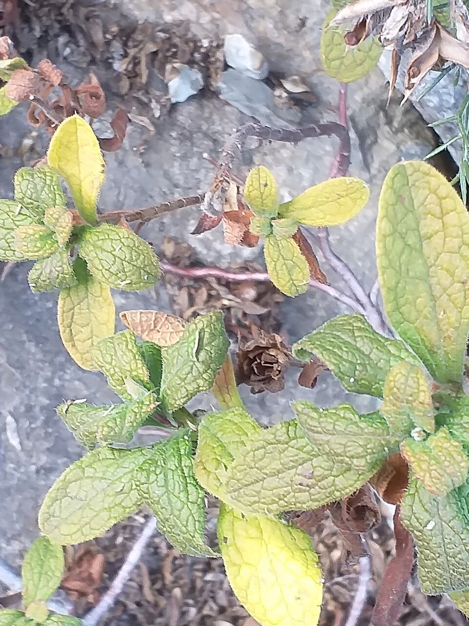 Cistus sintenisii — search result for 'Cistus'