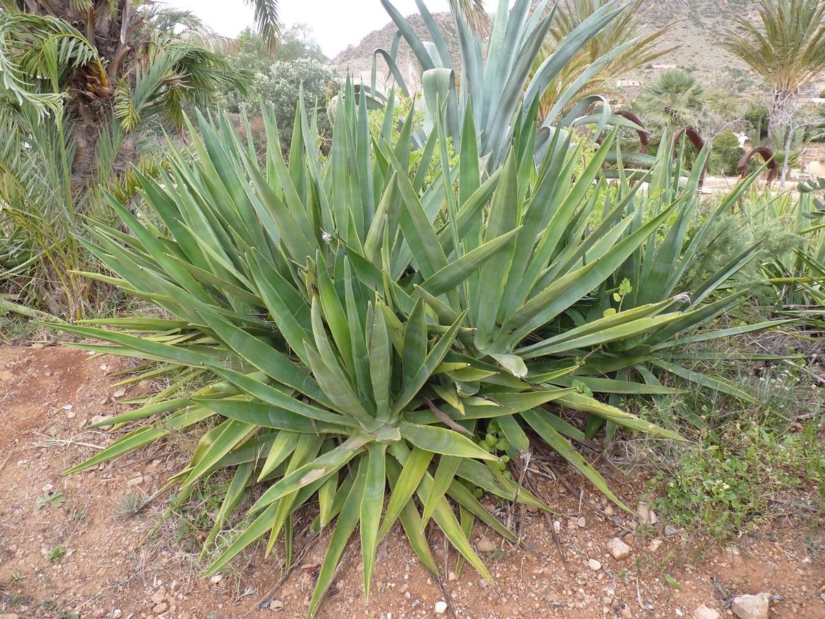 Agave fourcroydes habit