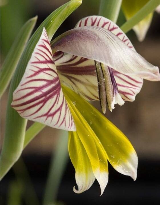 Gladiolus watermeyeri — houseplant care guide