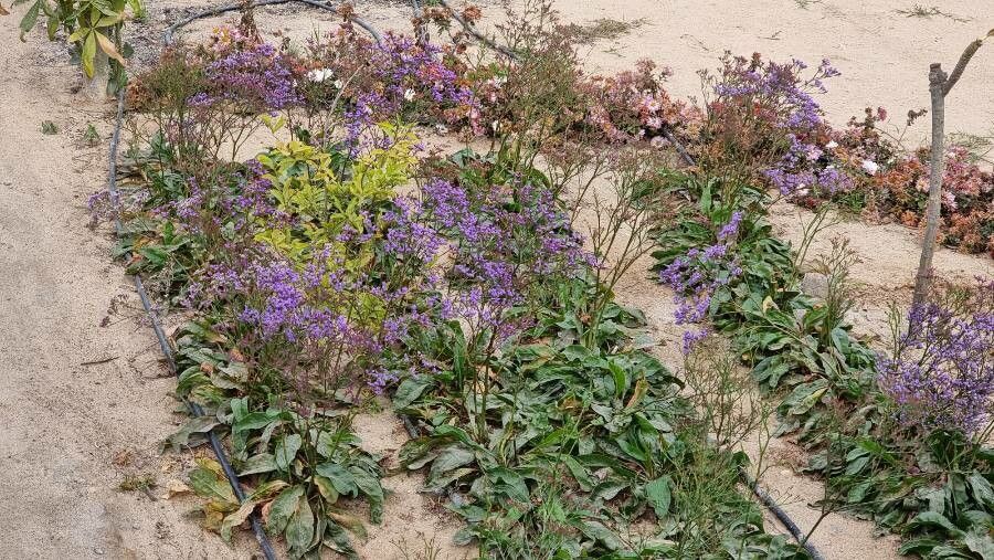 Limonium gmelinii flower