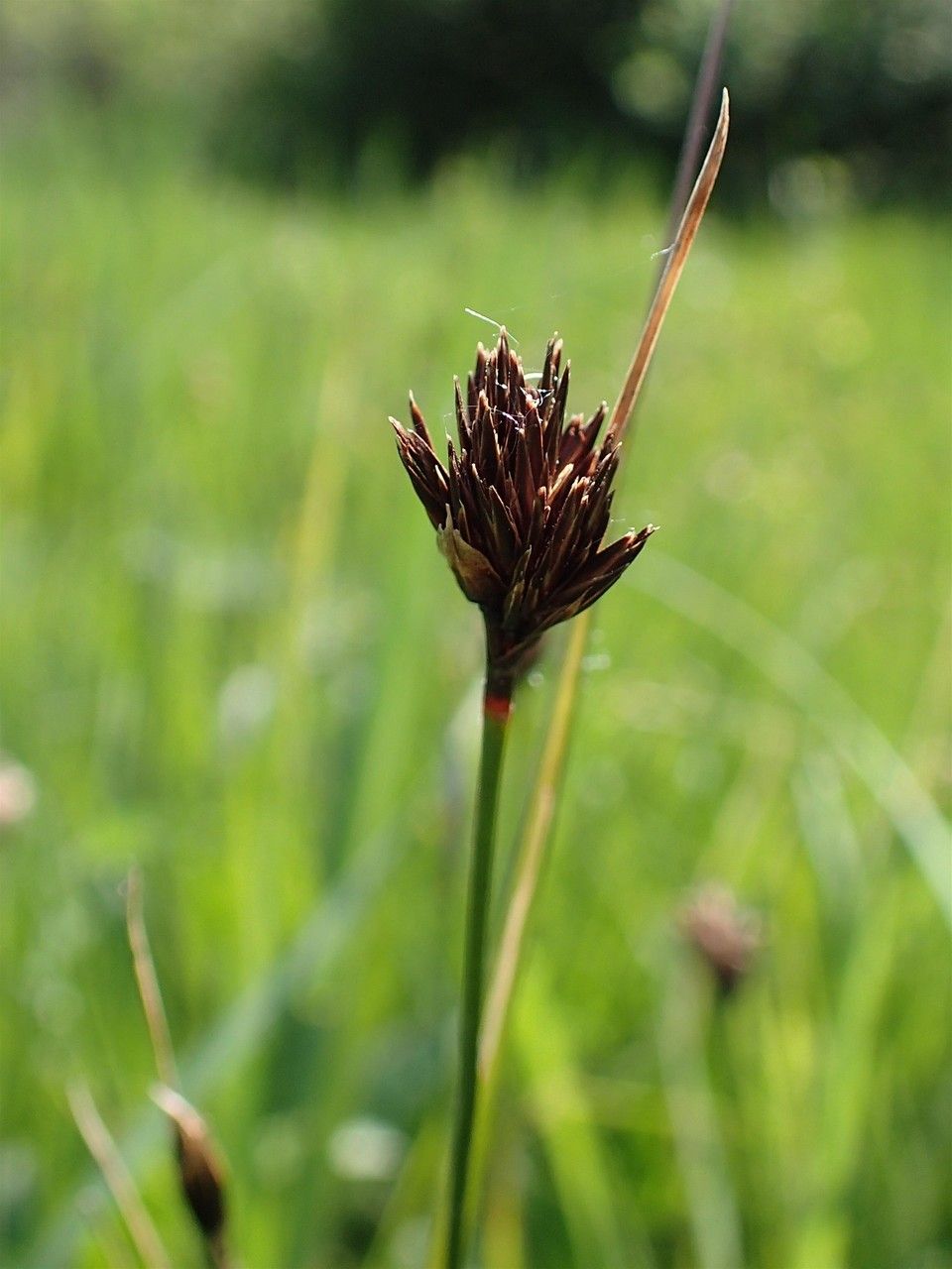 Schoenus nigricans fruit