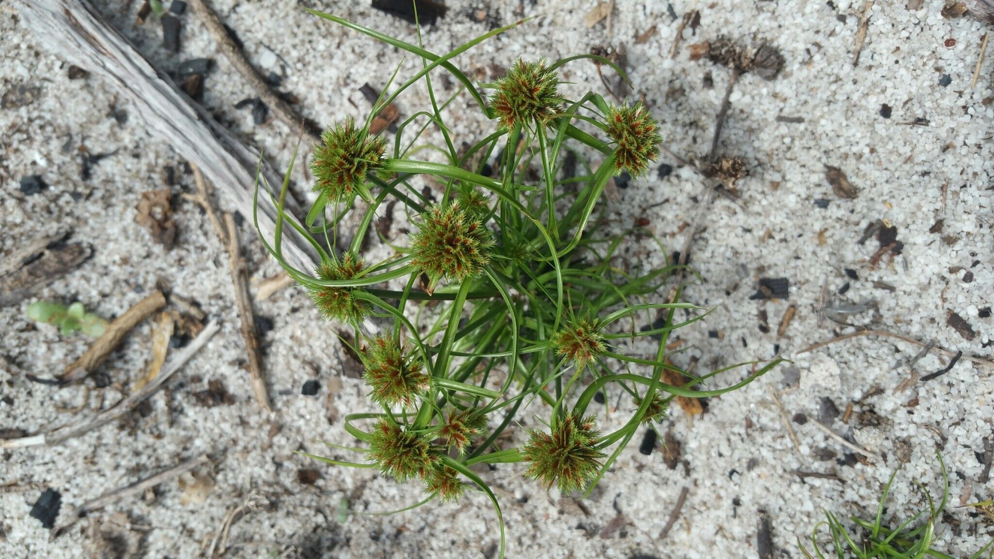 Cyperus psammophilus — houseplant care guide