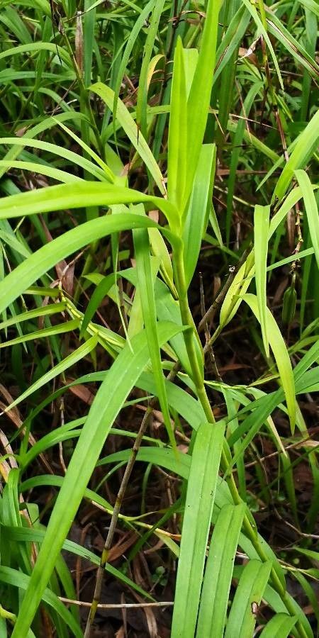 Arundina graminifolia leaf