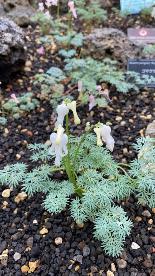 Dicentra peregrina flower