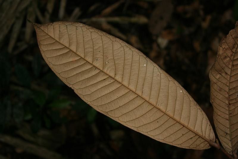 Couepia caryophylloides — related species from the same genus