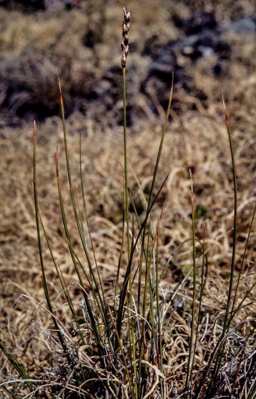 Carex myosuroides leaf