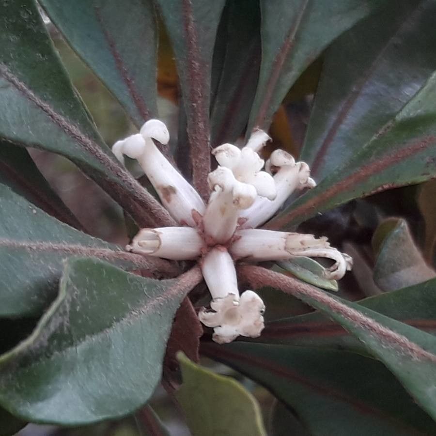 Pittosporum echinatum flower