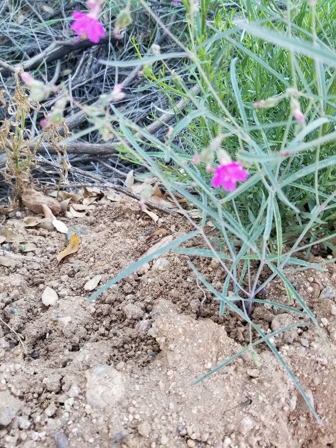 Mirabilis linearis leaf