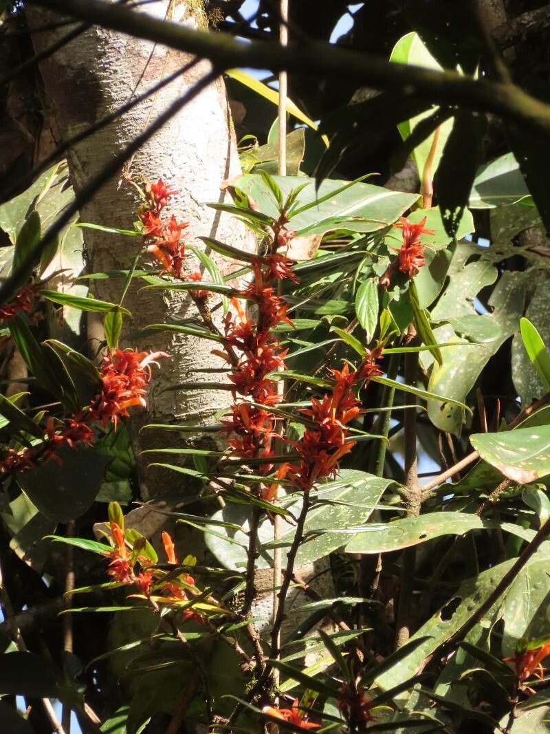 Columnea querceti habit