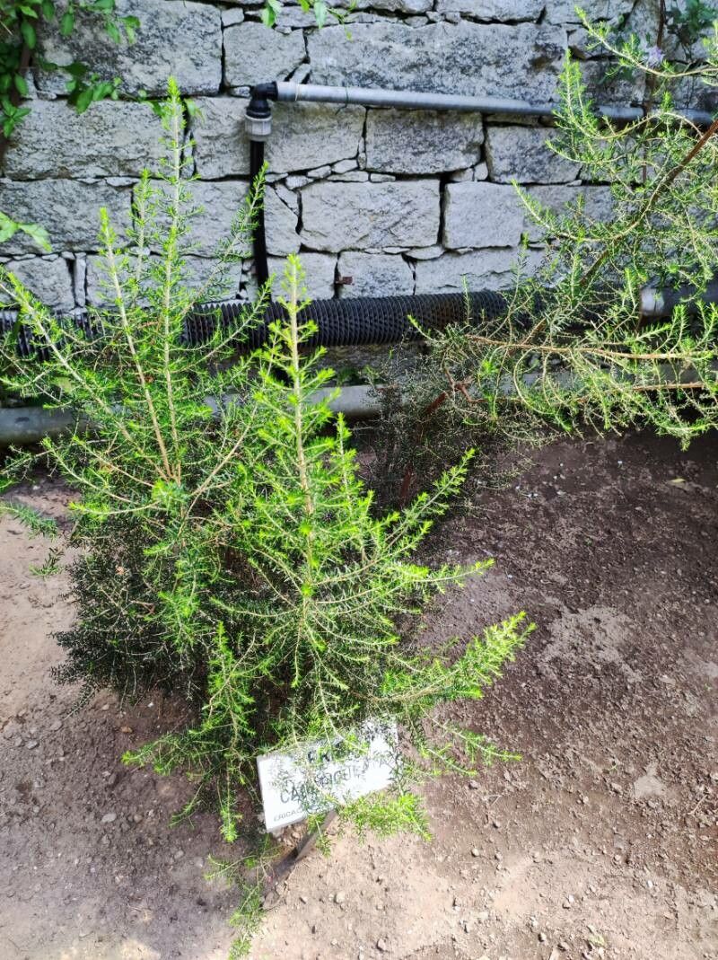 Erica canaliculata leaf