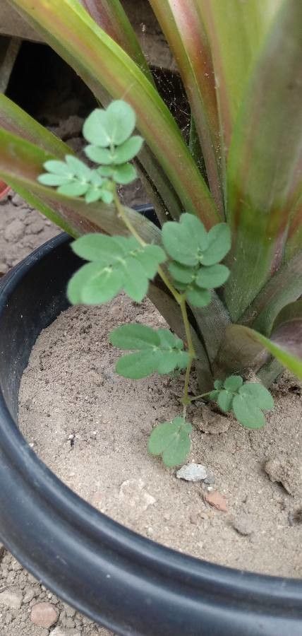 Kallstroemia maxima habit