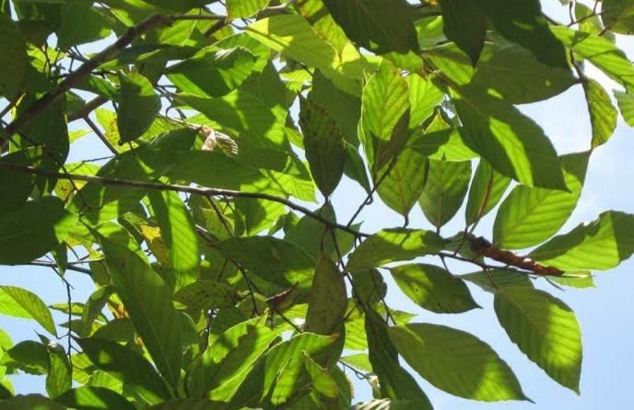 Dipterocarpus kerrii — search result for 'Singapore'