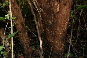 Xylosma flexuosa bark