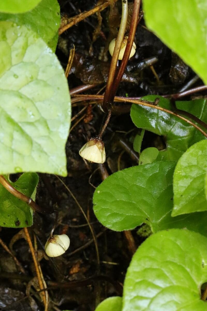 Asarum caulescens flower