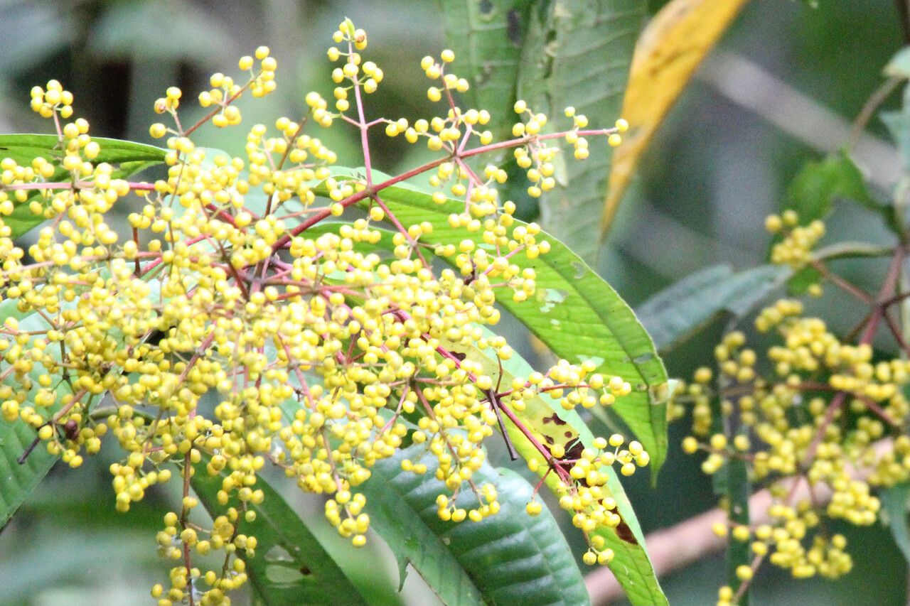 Miconia dolichorrhyncha — search result for 'Miconia'