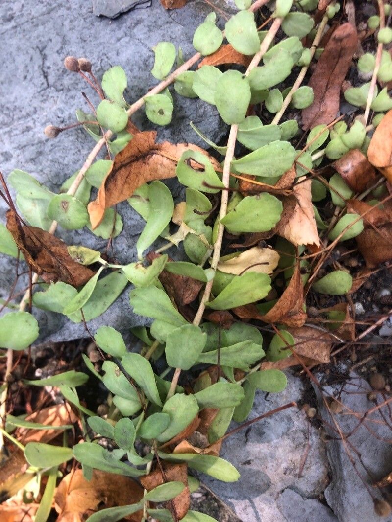 Rhodiola ishidae — search result for 'Rhodiola'