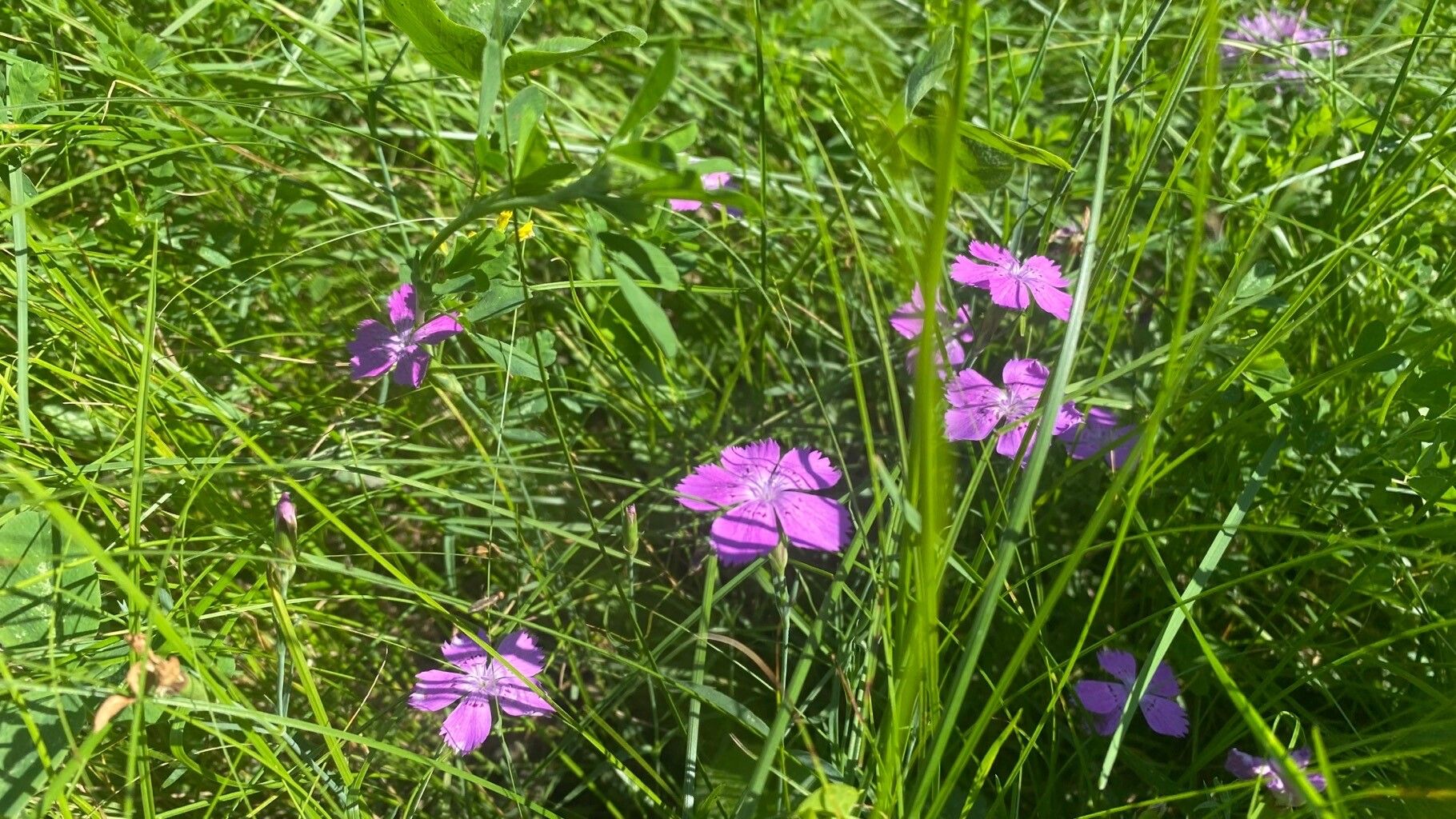 Dianthus campestris flower