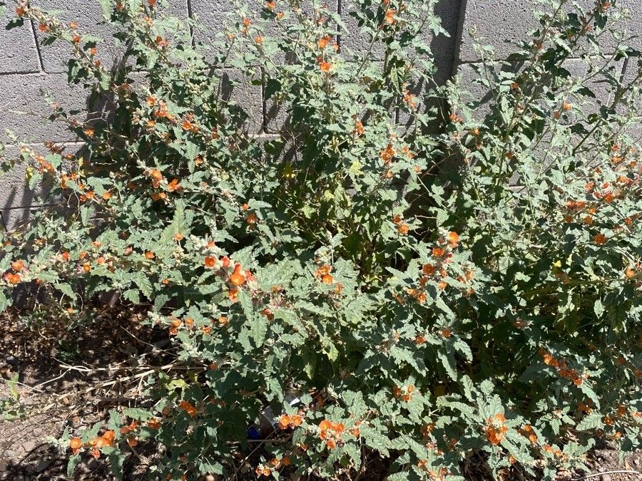 Sphaeralcea ambigua habit