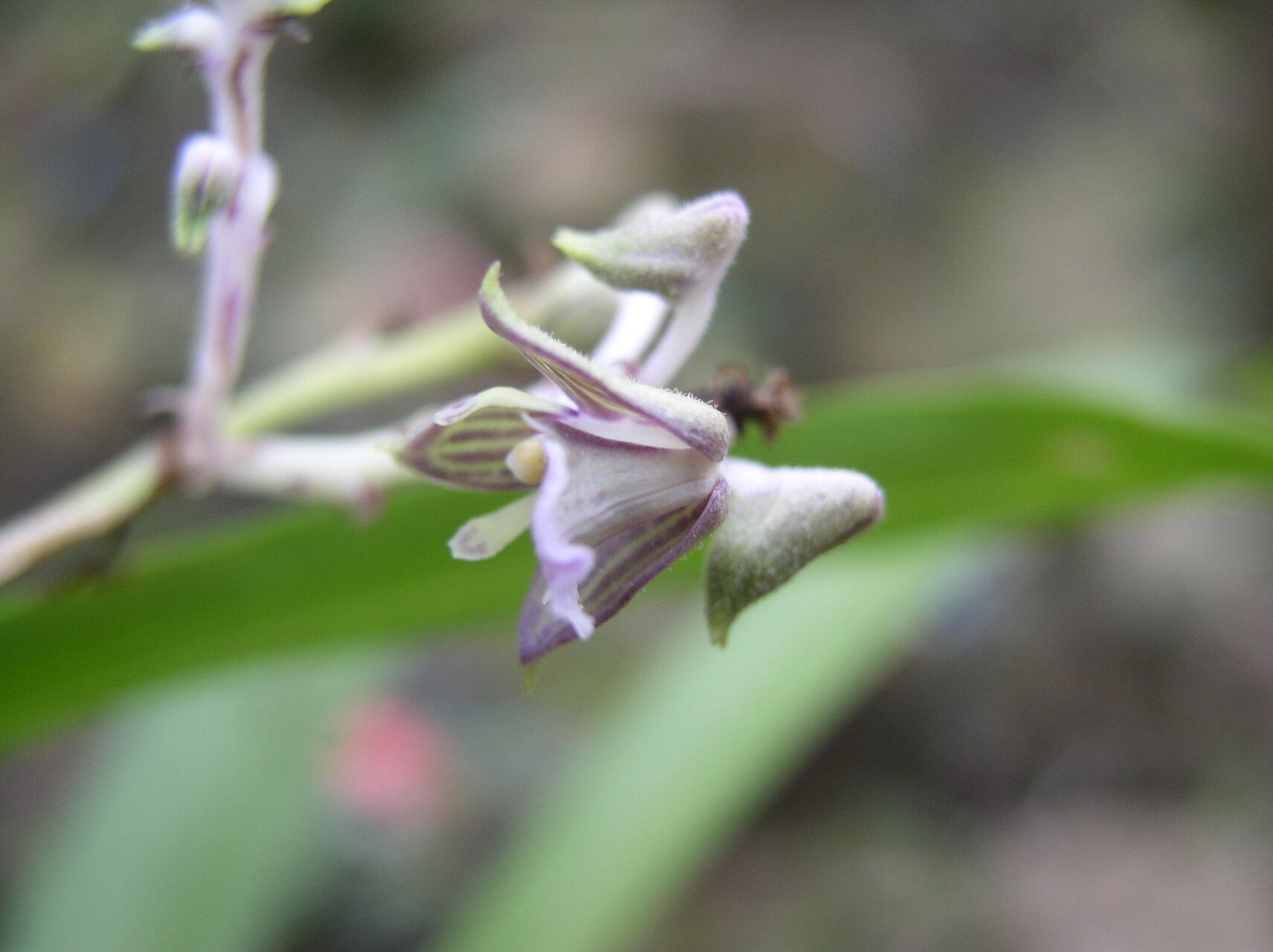Polystachya odorata flower