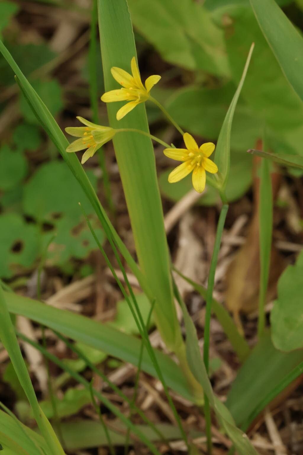 Gagea japonica flower
