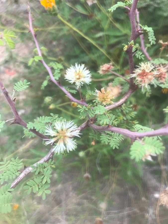 Mimosa aculeaticarpa flower