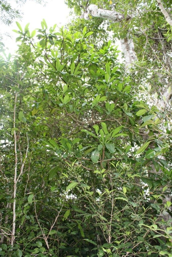 Ochrosia lifuana habit