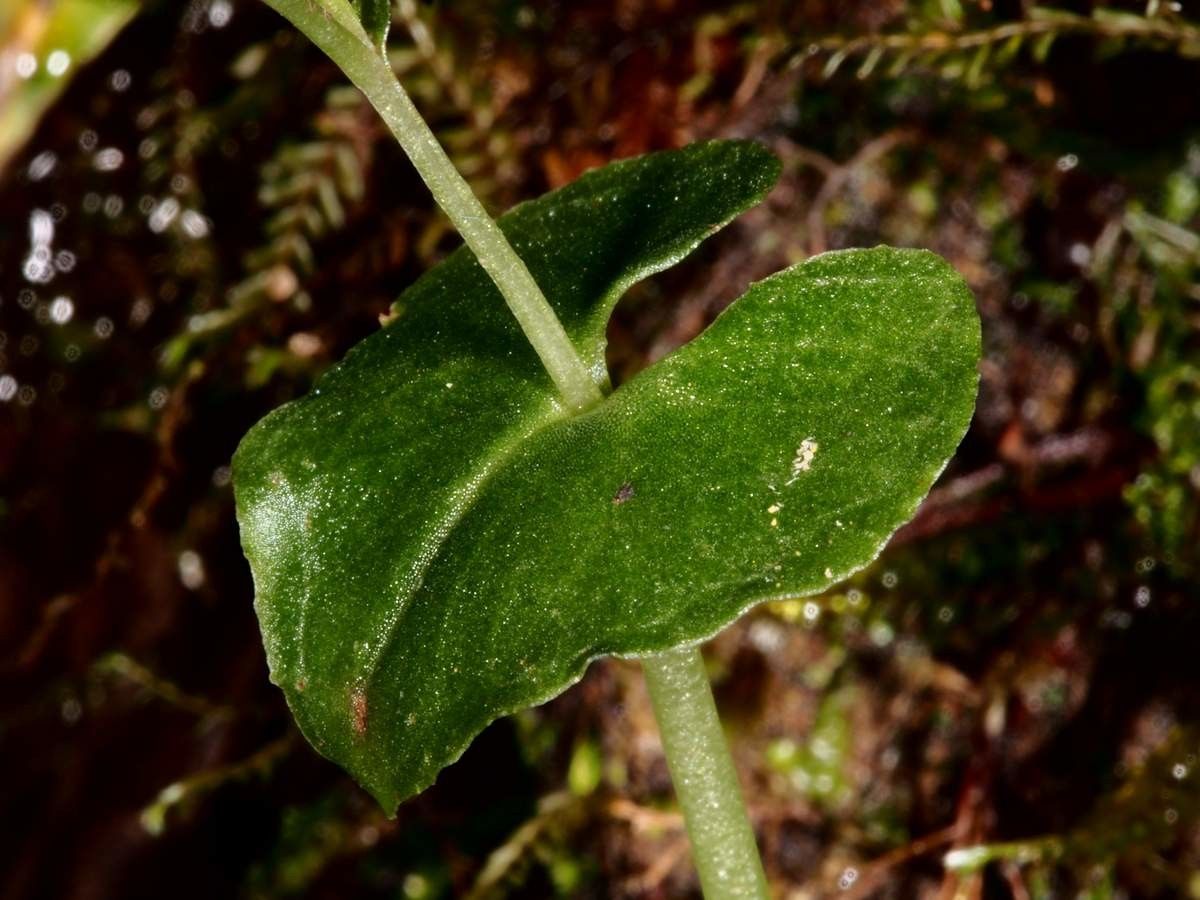 Acianthus tenellus — houseplant care guide