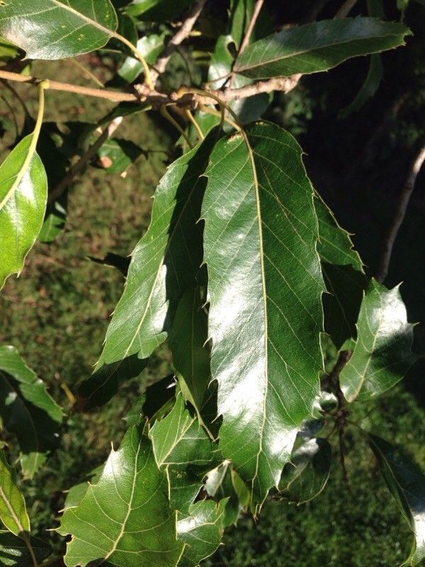 Quercus castaneifolia leaf