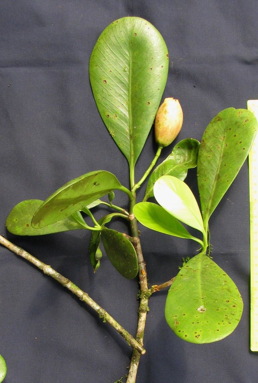 Clusia torresii other