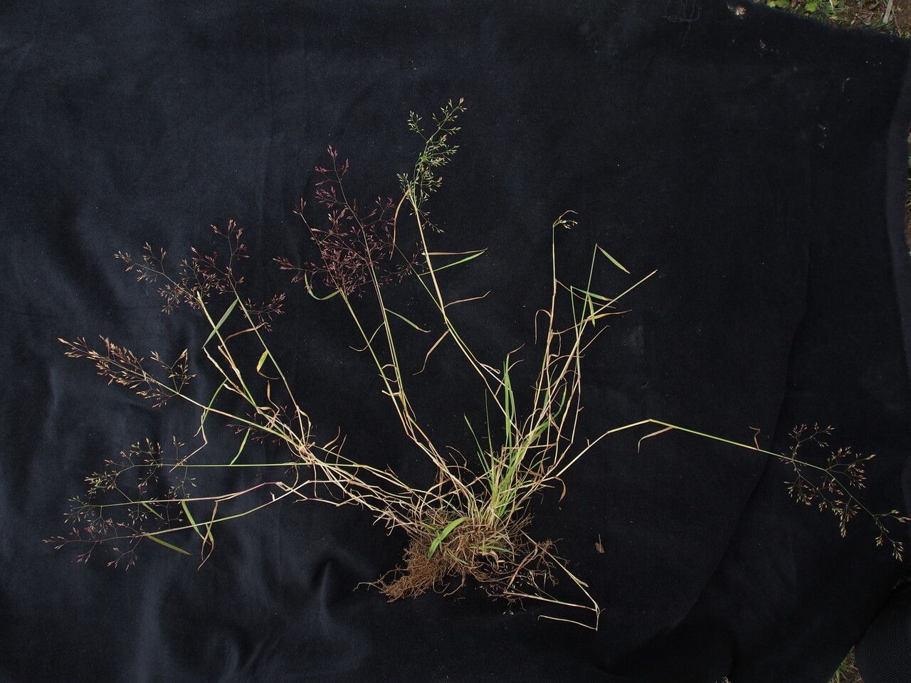 Agrostis micrantha habit