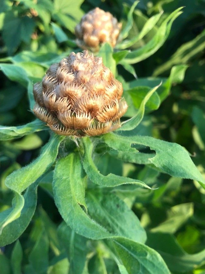 Centaurea macrocephala fruit